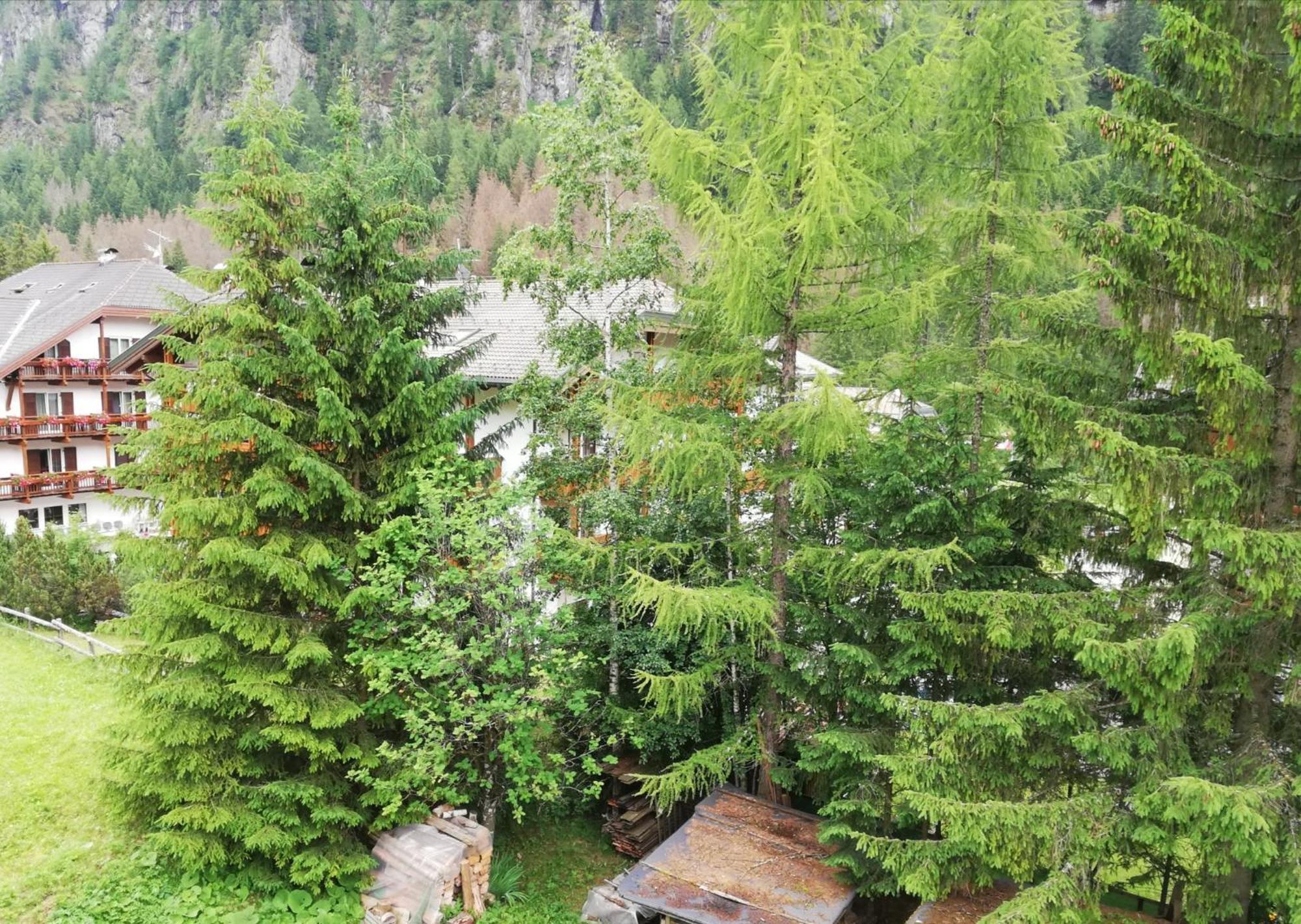 Apartmán Cesa Pier Sellaronda Dolomiti Campitello di Fassa Exteriér fotografie